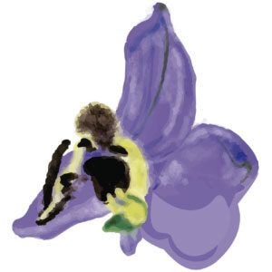 Print. Ilustración Orquídea Malva.